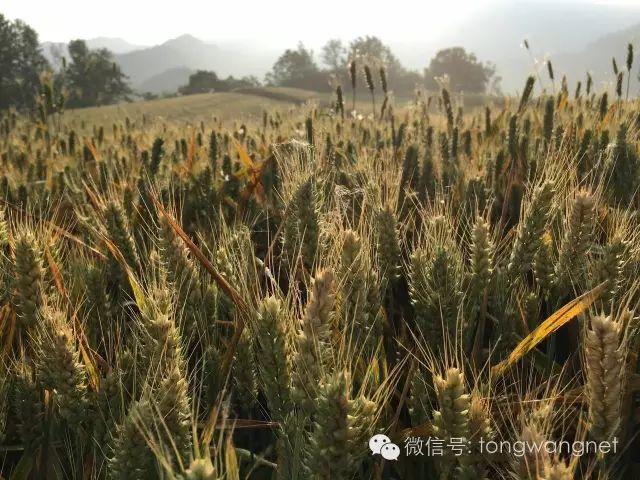 王通：三年前上太白山的照片（多圖）
